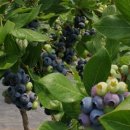 한미농장 이미지