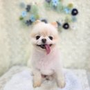 다이아몽 이미지