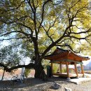 수완동 왕버들 이미지