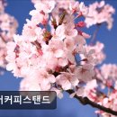 여좌천로 | 창원 진해 군항제 리버커피스탠드 진해 벚꽃과 함께하는 커피