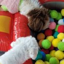 아리엘언니 이미지