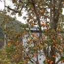 구룡천제방 이미지