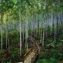 2023-08월26(토) 강원도 인제 국유림 속삭이는 자작나무숲 힐링트래킹 이미지