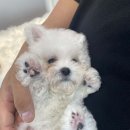 부산강아지분양 하이퍼피 | 강아지분양 부산 동래구 사직동 하이퍼피 위치 가격 후기