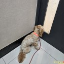 24시 올리몰스 동물메디컬센터 | 전주 동물병원 올리몰스동물메디컬센터 강아지 건강검진하고 온 말티푸 단이