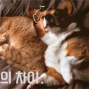 강아지와 고양이 이미지