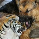 호랑이PC 이미지