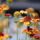 아리스타타 이미지