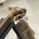 모모그루밍 이미지
