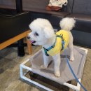 부산시민공원 숲속북카페(남/녀) | [부산 시민공원 맛집] 강아지와 함께 즐기는 독서와...반려동물 동반 숲속북카페' ☆내돈내산☆리얼후기