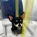 견공상회 이미지