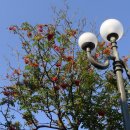 아사비야 이미지