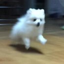 롯데리아치평점 네이버블로그