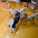 개스트하우스 | 우리 강아지 또또또간집 사직동 애견 놀이방 &amp; 애견호텔 사직동 개스트하우스(개ST하우스) 솔직 추천 후기