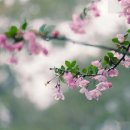 春夜喜雨/ 杜甫 이미지