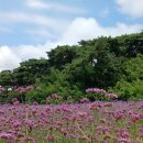 안면도자연휴양림 이미지