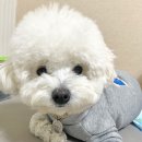 유올 이미지