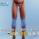 수술 없이 백년 걷는 법! 3mm 연골을 지켜라 이미지