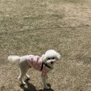 다음펫 | 토이푸들 감자랑 소노펫 다녀온 후기 🐶💗 (반려견 동반 여행)