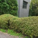 만세동물병원 | 반려견 심장사상충 내외구충제 복용 동물병원 방문 후기