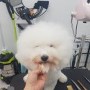 멍냥샤워 네이버블로그