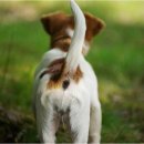 꼬리 흔드는 강아지 이미지