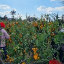 정진수농장 이미지