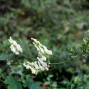 진범/투구꽃/어수리/쥐깨풀/타래난초/물봉선/나비나물/사마귀풀/털별꽃아재비 이미지