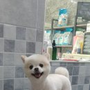 디디애견미용 이미지