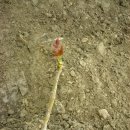 참중나무 이미지