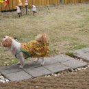 새롬애견 이미지