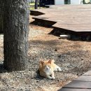 저구마을1세천 | 거제도 가볼만한 곳! 노을 맛집 저구마을