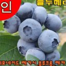 합천블루베리