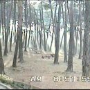 21 Nov. 1999 안면도 명목항과 수목원 해송 - Myungmok Port & Ocean Pine Forest of Anmyu 이미지