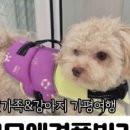 모모애견풀빌라 이미지