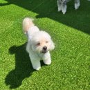 맘바이 루프탑 테라스 강아지 애견호텔 애견유치원 이미지