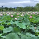 359회 평낮걷기(7월 8일,화)는 양평 부용산-세미원 갑니다. 이미지