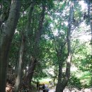 인디코리아 이미지