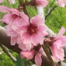 사과꽃향기 이미지