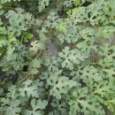 우상농장 이미지