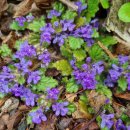 금장초등학교 이미지