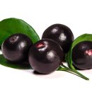 눈에 좋은 아로니아 수확과 효능 먹는 방법 이미지