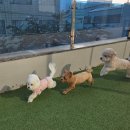 여섯번째, 달 | 수원 애견유치원 프라독🐶 여섯번째 후기