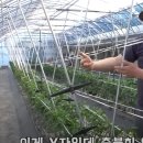 달인행정사 | 3미터 고추 재배법: 강원도 홍천 달인의 핵심 비법 공개