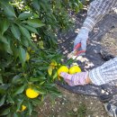 돌산농장 이미지