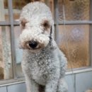 딸기애견미용실 이미지