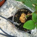 JABA JABA | 장미 사과 배 모과나무 근두암 뿌리혹(종양) 해결사 혹 잡아(Hok jaba)