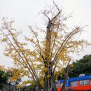 장기초교 이미지