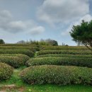 (주)보향다원 이미지