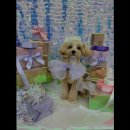 사뿐사뿐 | [김포 호텔/가격/후기] 사뿐사뿐 애견미용&amp;호텔&amp;유치원 김포 애견 호텔, 믿을 수 있는 서비스